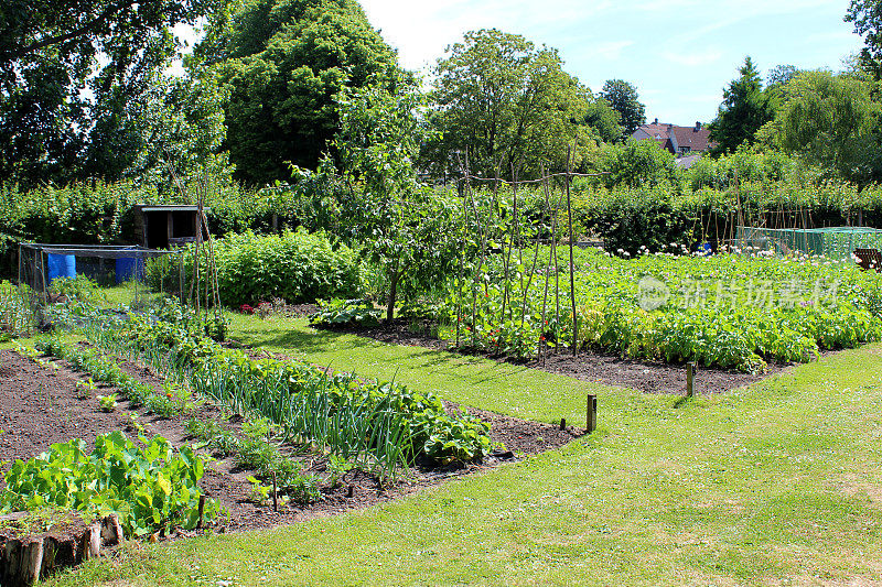 分配蔬菜花园，金盏花/伴生植物，洋葱，生菜，红花豆